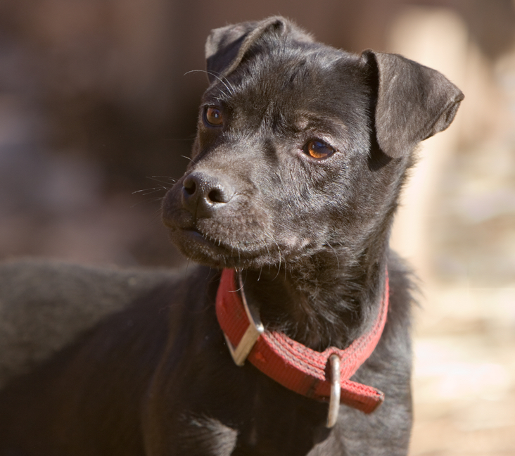 are patterdale terrier good with kids