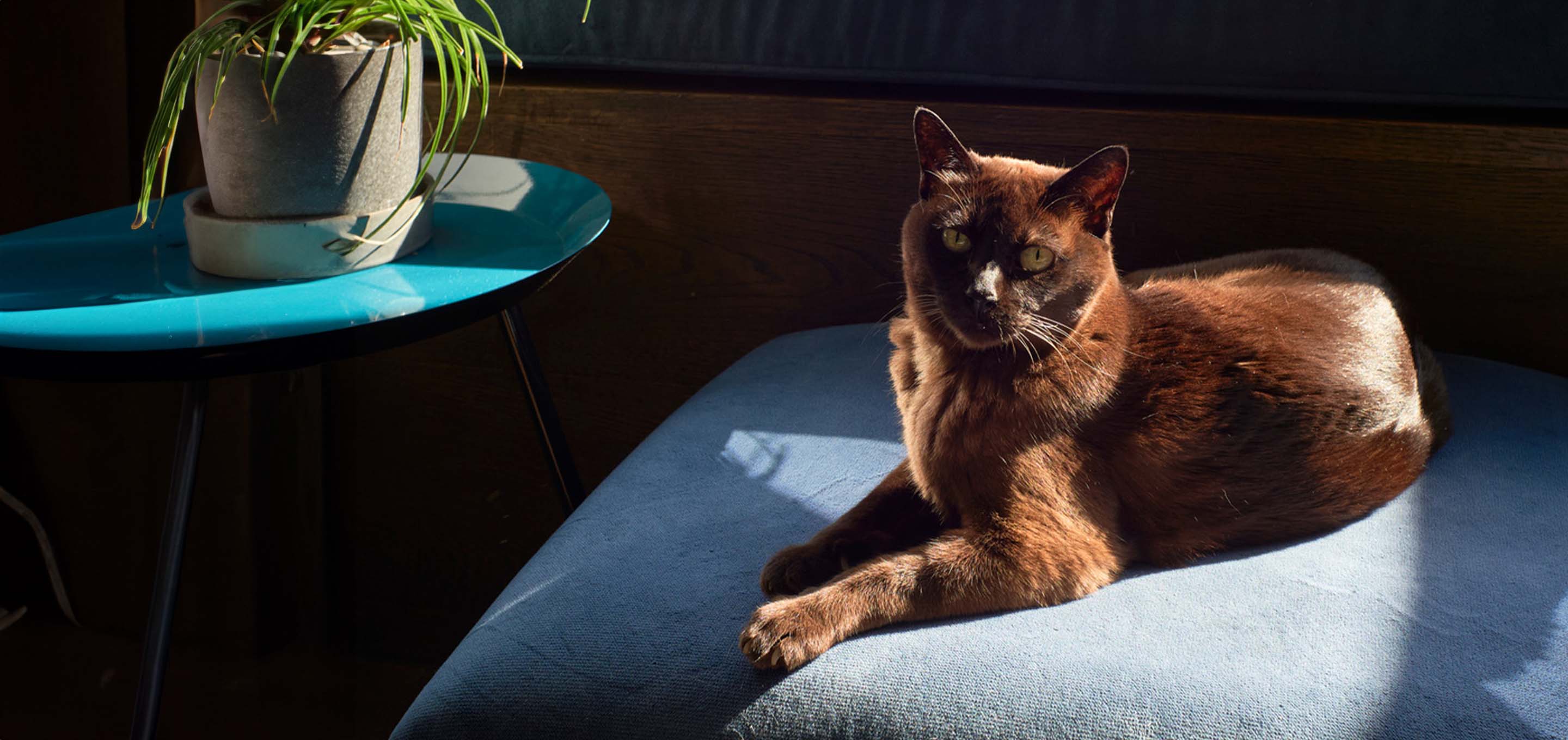 Europeon Burmese cat sitting on couch image
