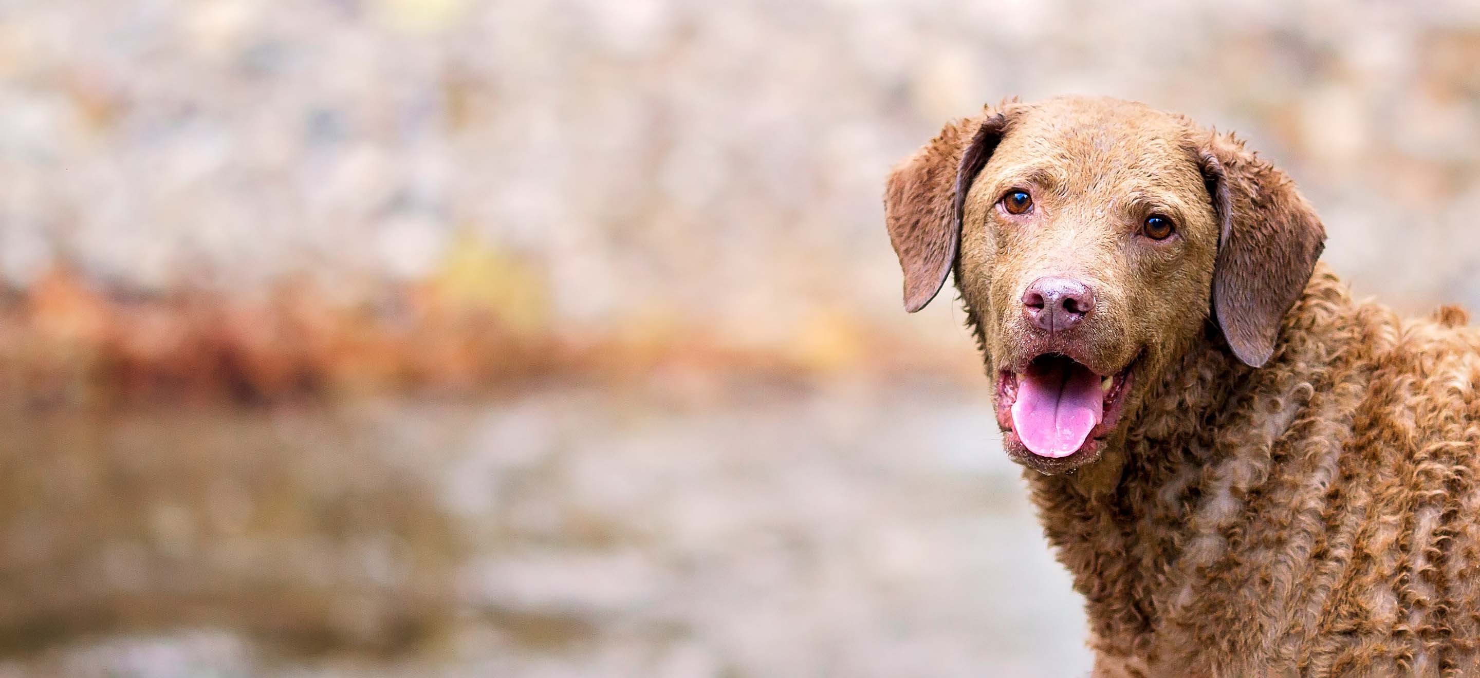 A close-up of a Chesapeake Bay Retriever dog standing outside image