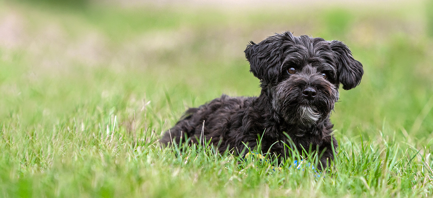 Yorkie poo (Yorkie Poodle mix) lying down in the grass image