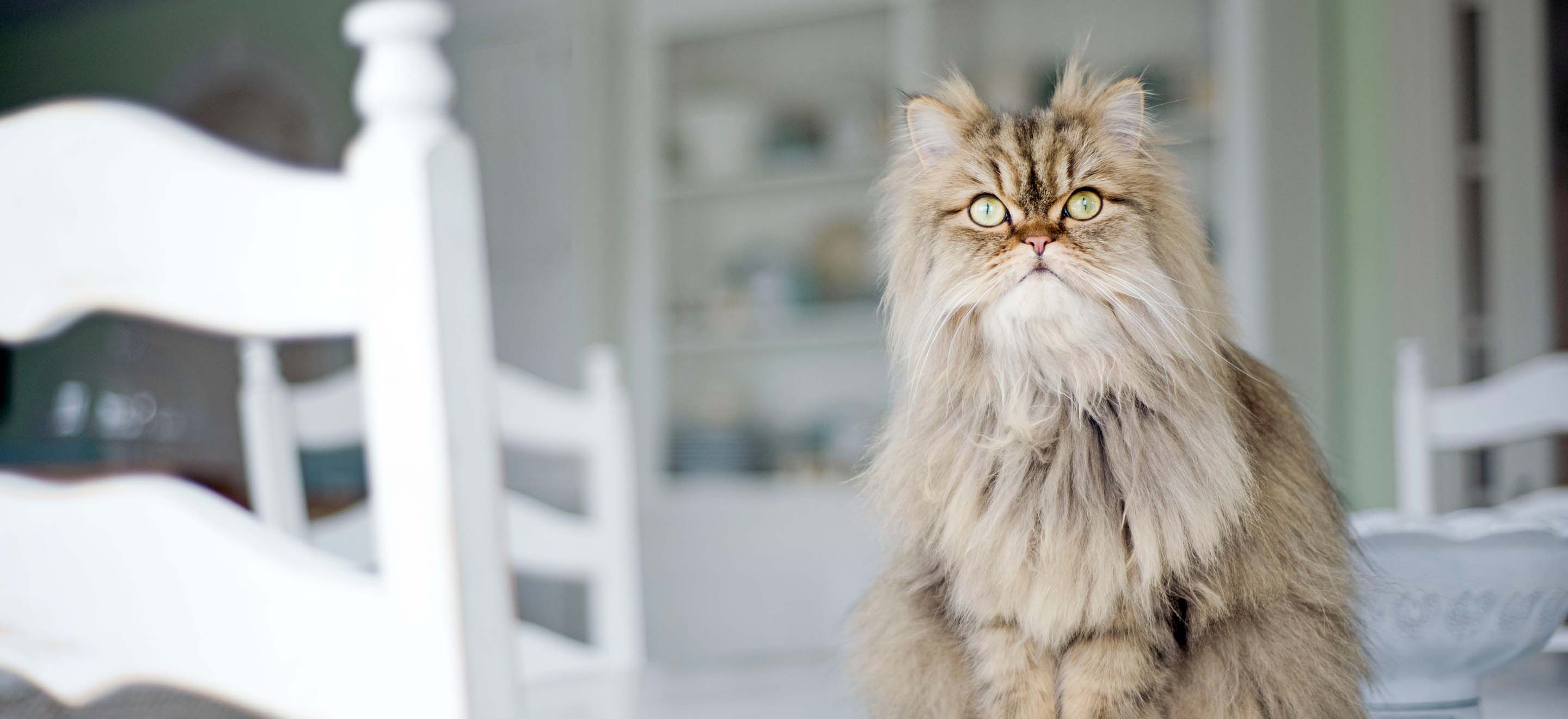 Tan colored Persian cat sitting on a kitchen table image