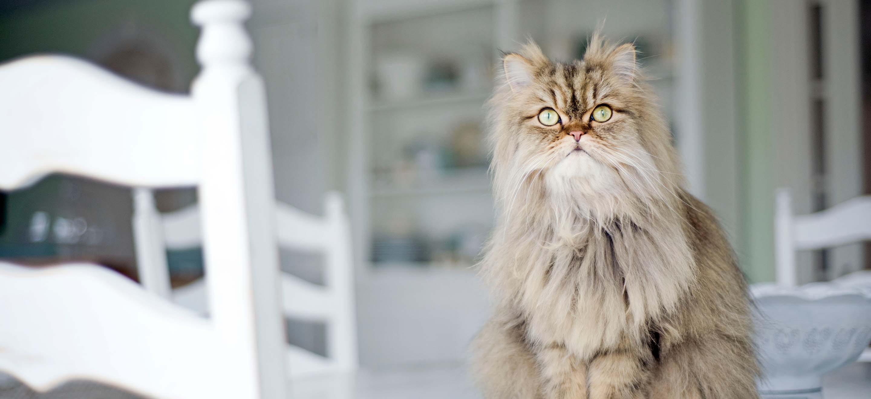 Persian Cat For Sale : Buy Persian Kittens Online At Best Price