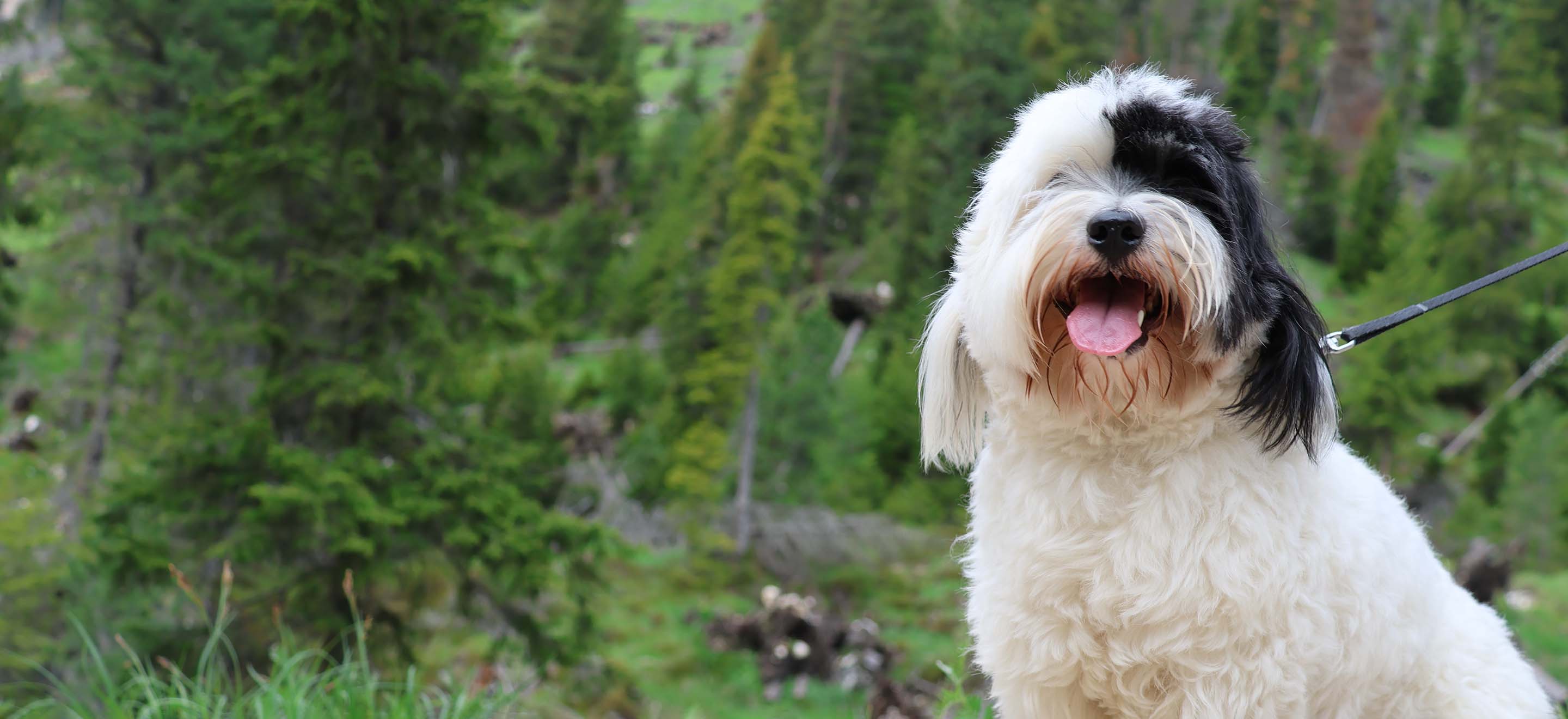 A white and black Coton De Tulear dog standing in the forest on a black leash image