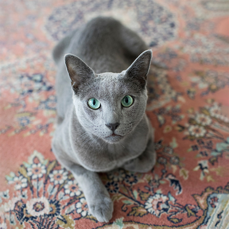 75+ Best Gray Cat Names for Your Kitty