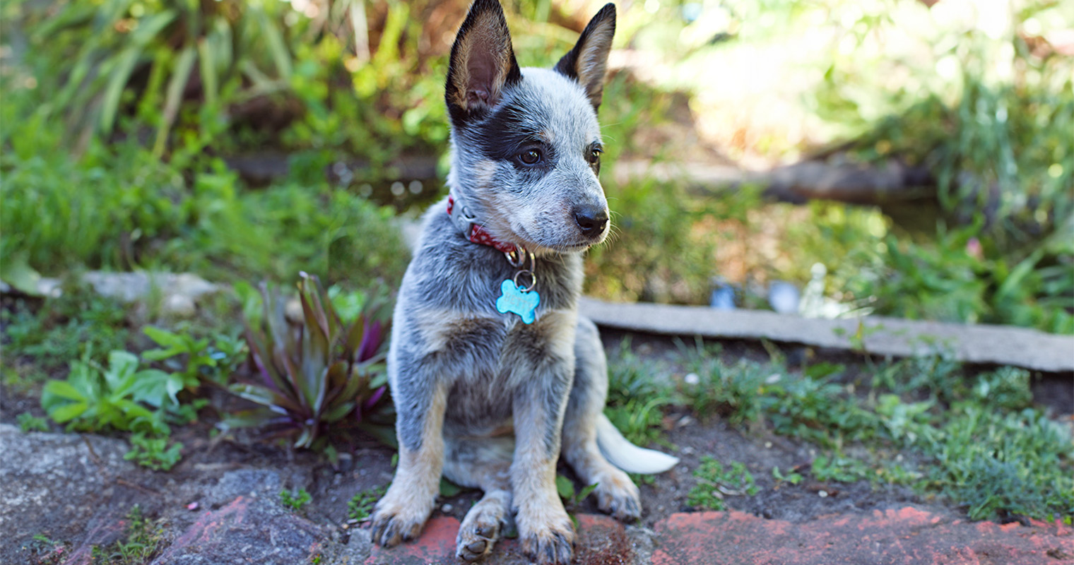 speckled-queensland-heeler
