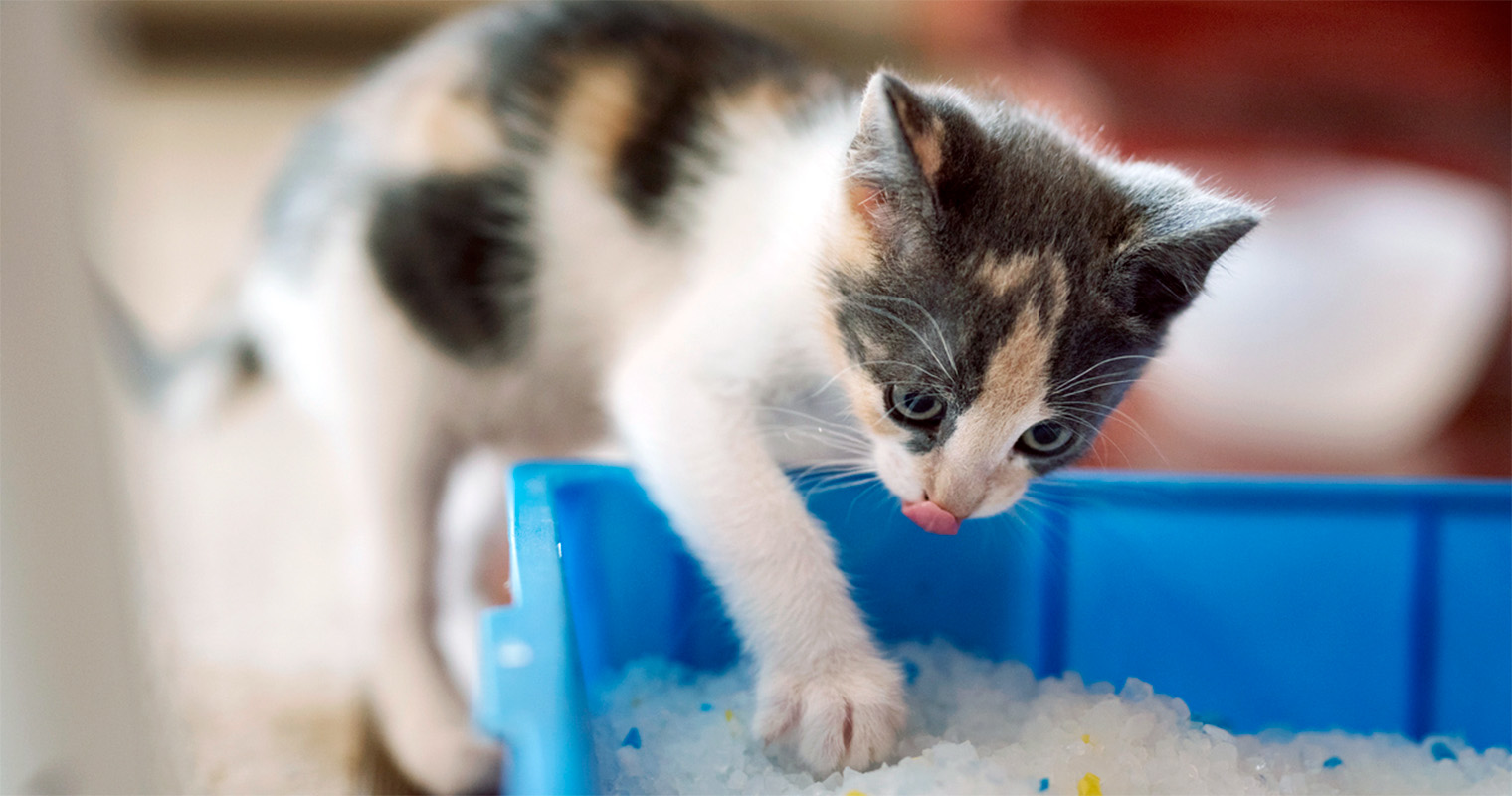 Why Won't My Cat Use The Litter Box? 6 Tips for Solving Litter Box Problems