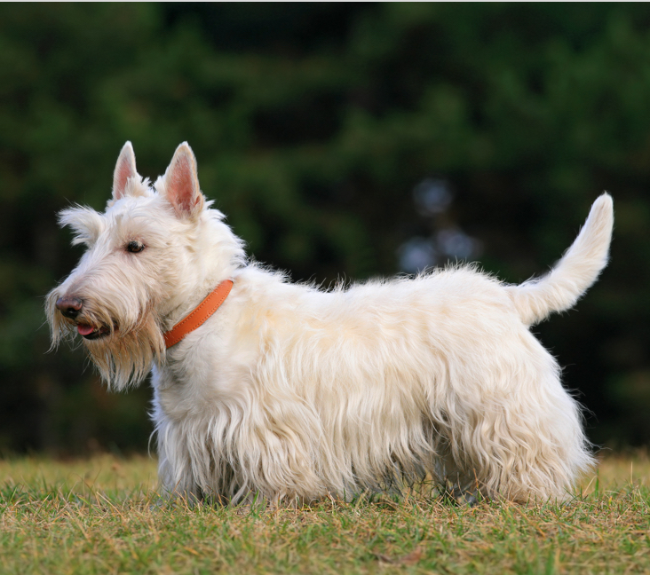 Picture of Scottie, Scottish Terrier