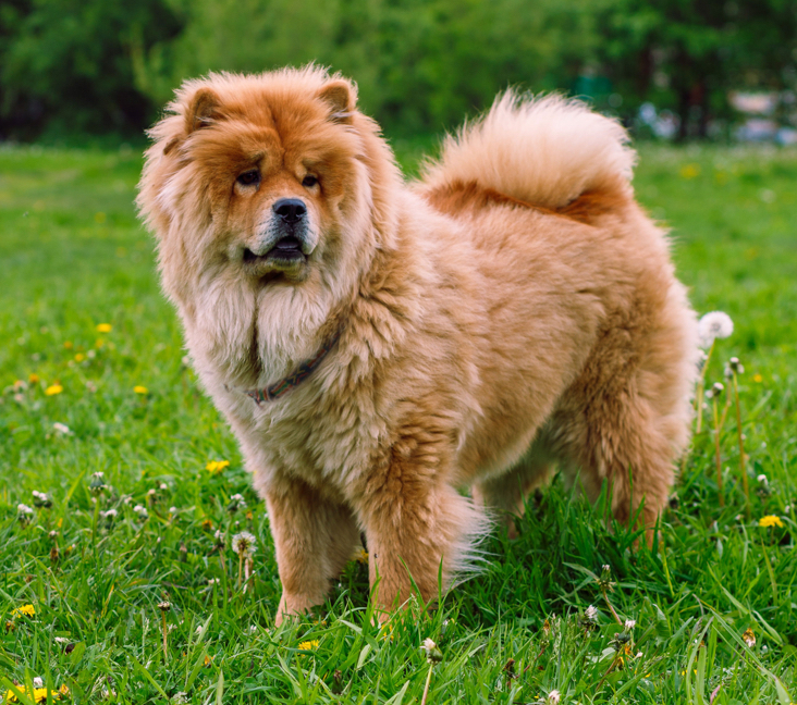 Picture of Chow Chow