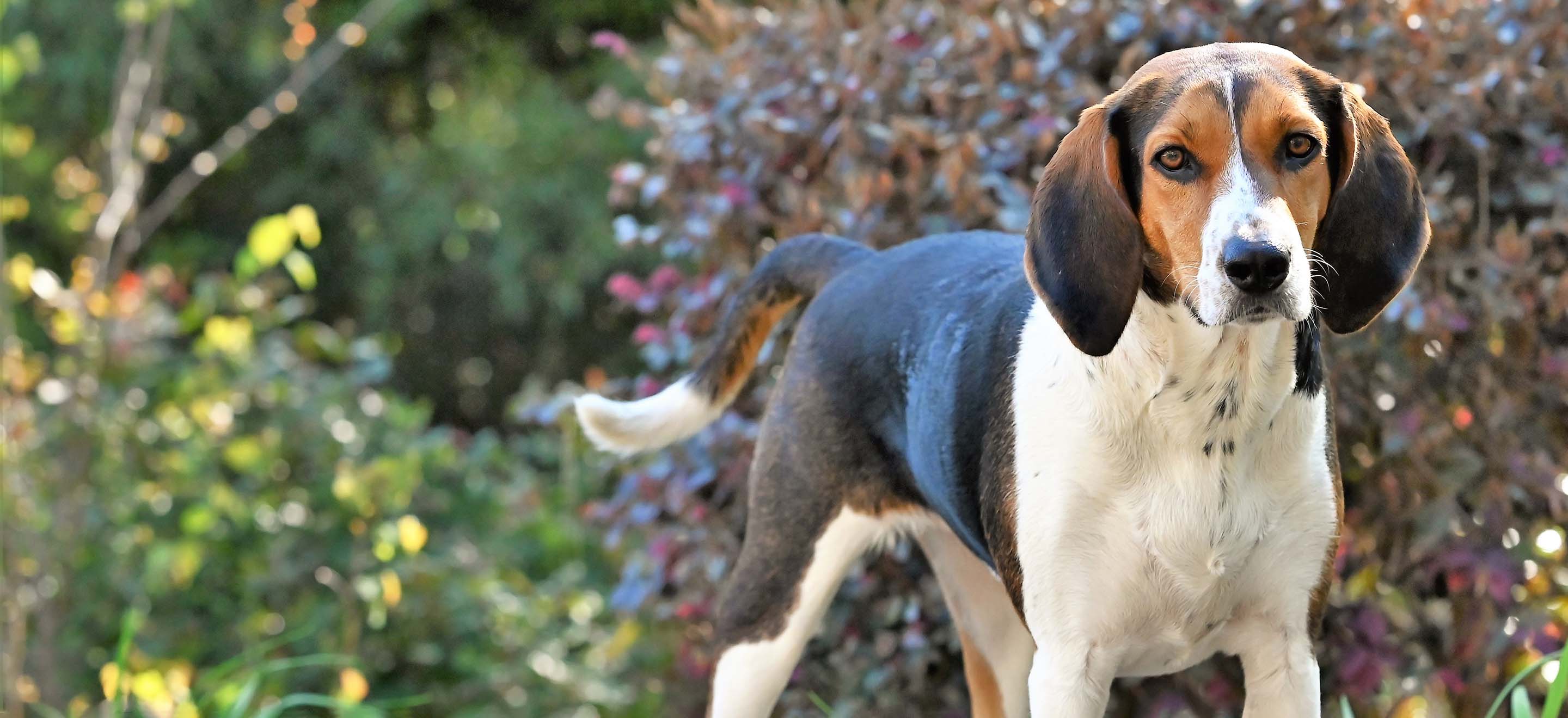 A Treeing Walker Coonhound dog standing amongst the foliage in the yard image