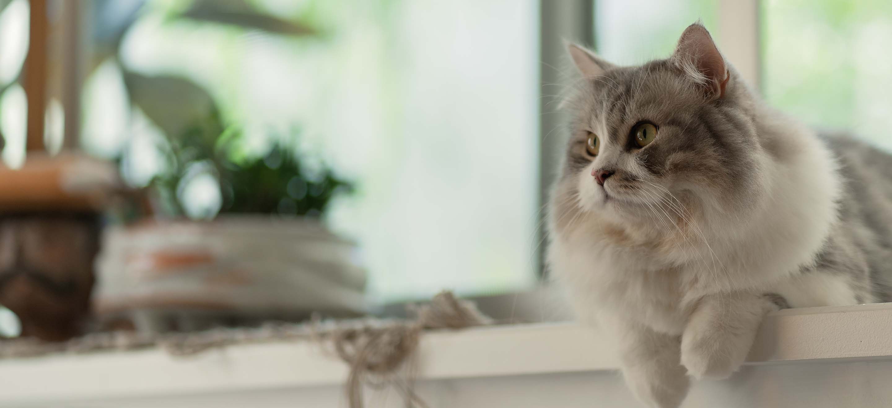 A white and gray Siberian cat laying on a windowsill next to potted plants image