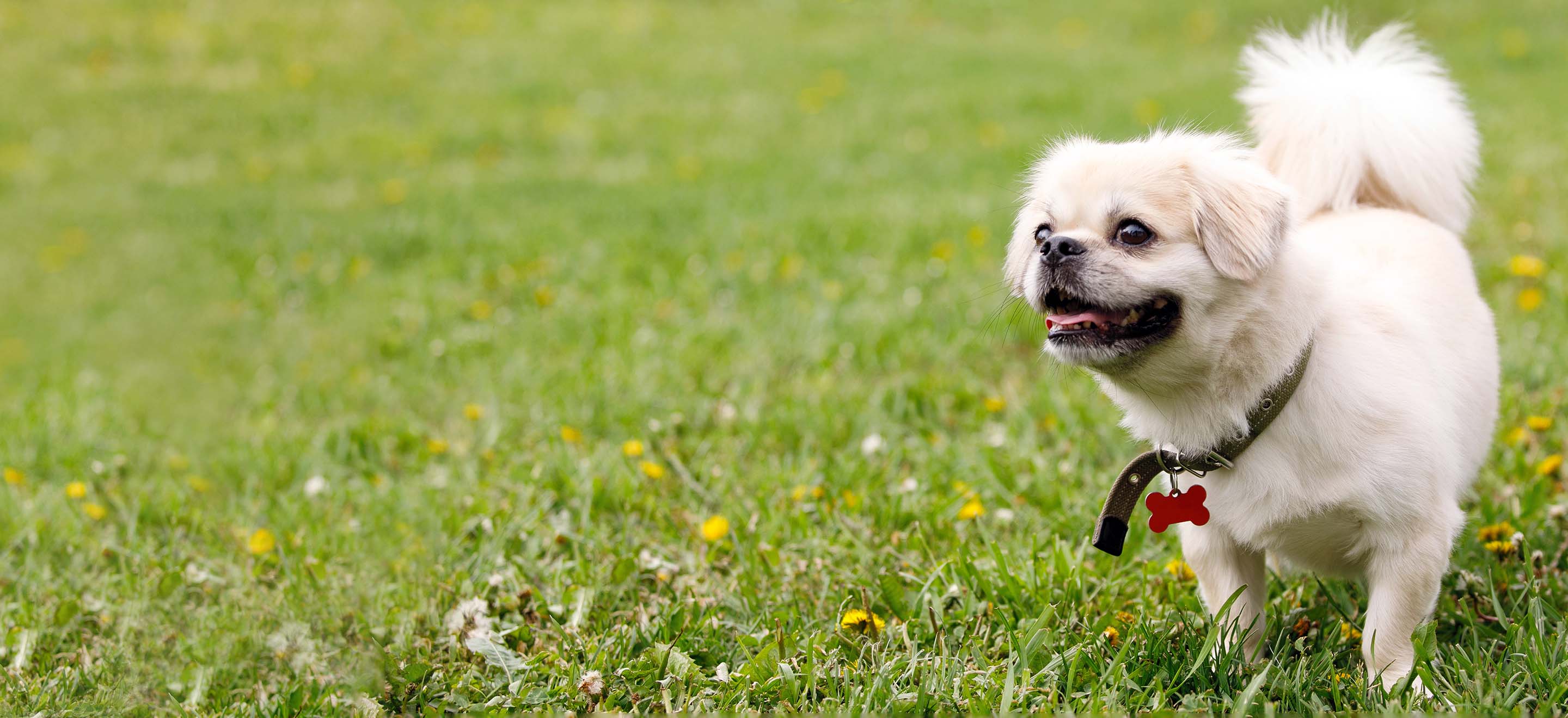 A white Tibetan Spaniel standing in a field dotted with dandelions image