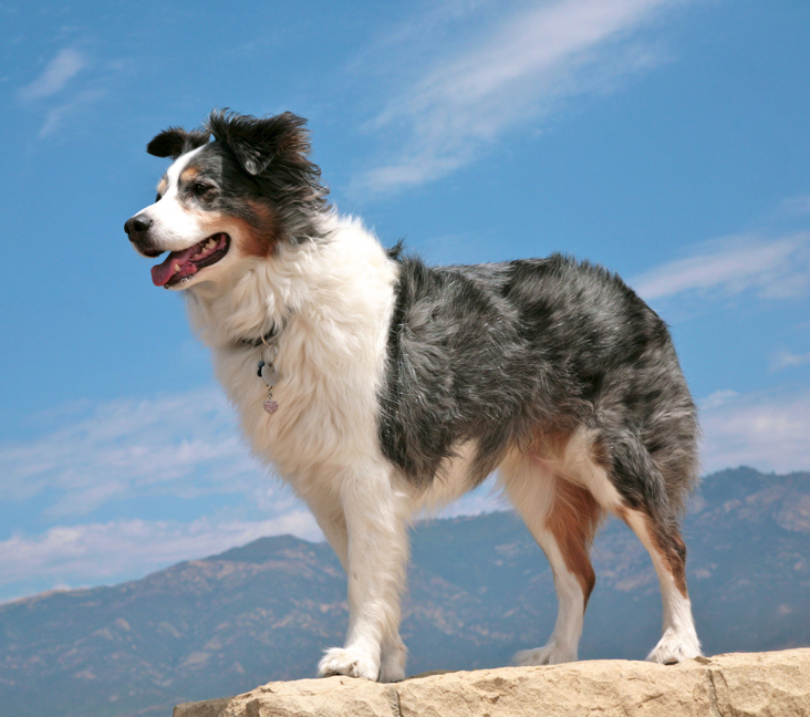 Parsons store australian shepherds