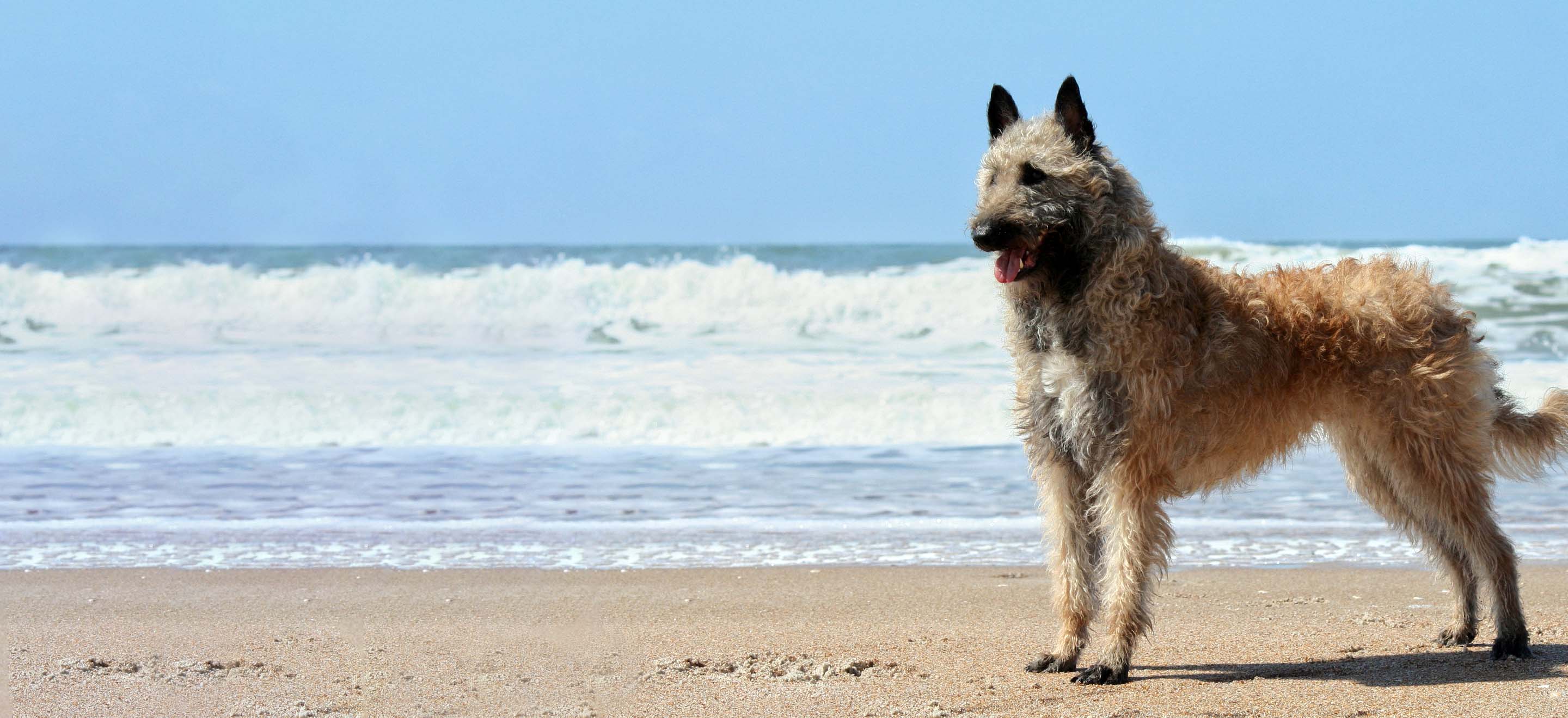 A Belgian Laekenois dog standing on the sea shore image