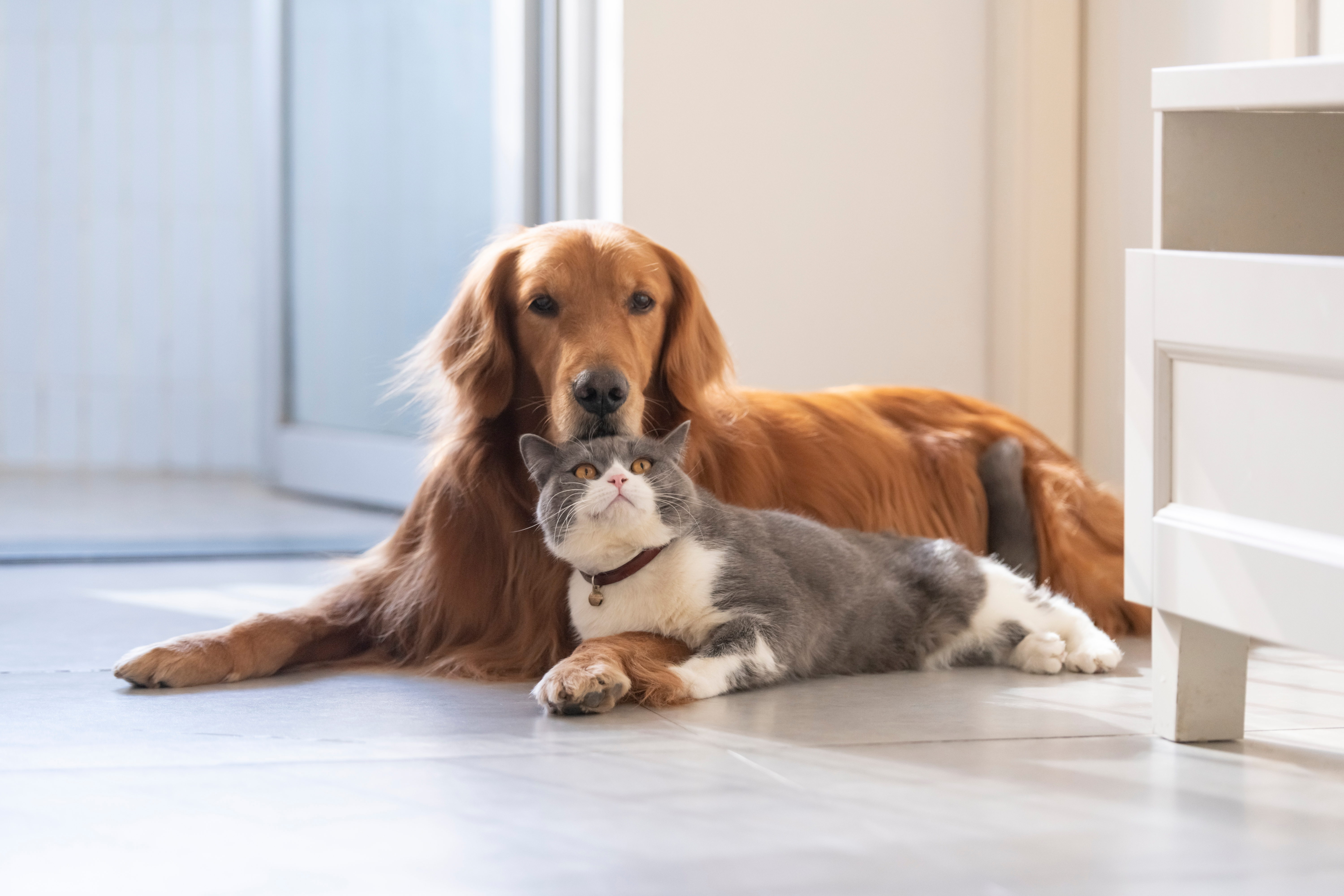 are golden retrievers friendly with cats