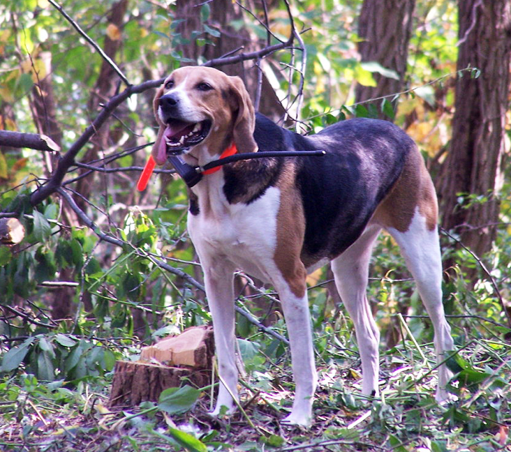 Picture of Foxhound