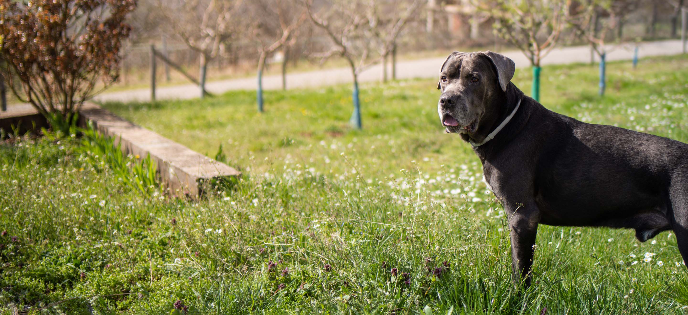 A dark gray Cane Corso dog standing in a field image