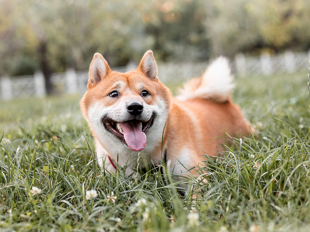 Shiba Inu Mixes: Common Traits of Shiba Inu Breeds