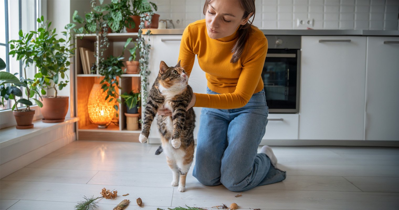 How Do You Discipline A Cat With Bad Behavior?