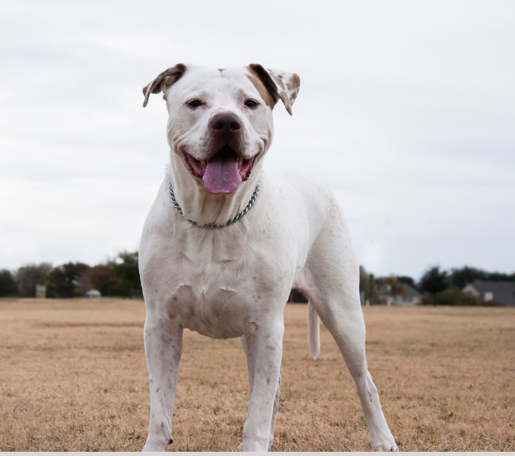 Picture of Dogo Argentino