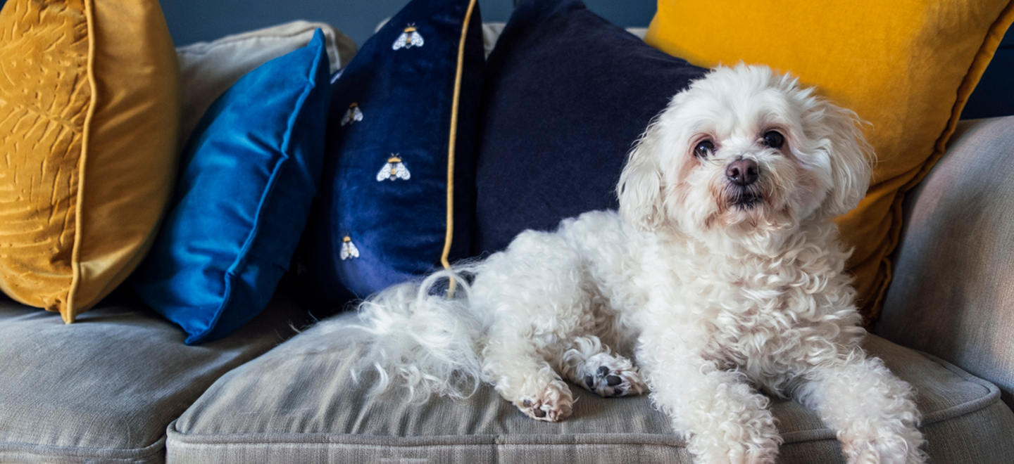 Shih Poo (Shih Tzu Poodle mix) dog sitting on a sofa image