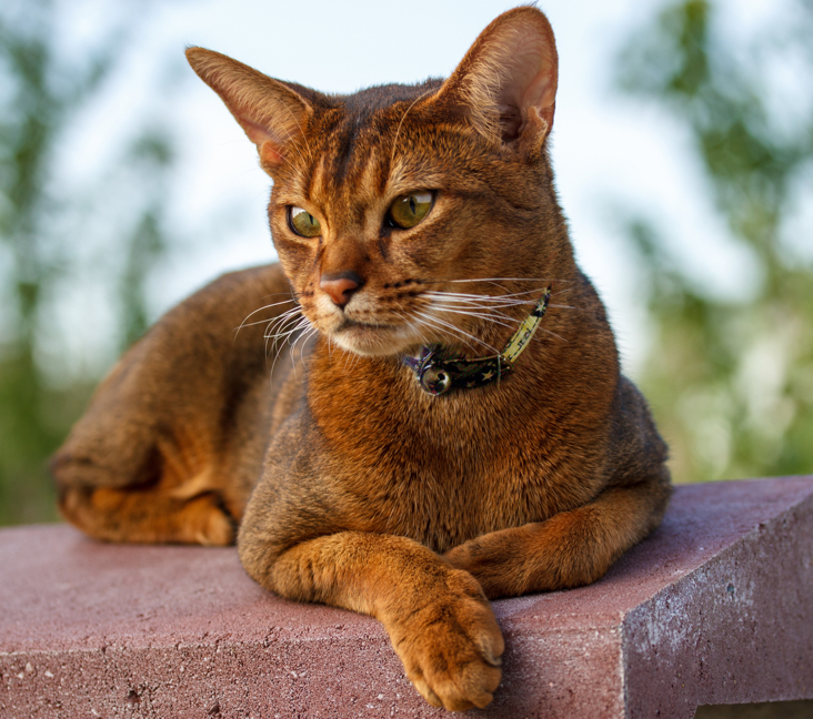 Picture of Abyssinian