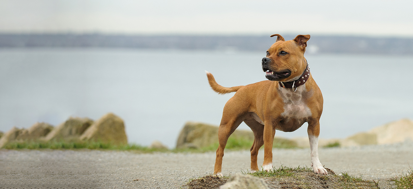Staffordshire Bull Terrier standing on a path near a shore image