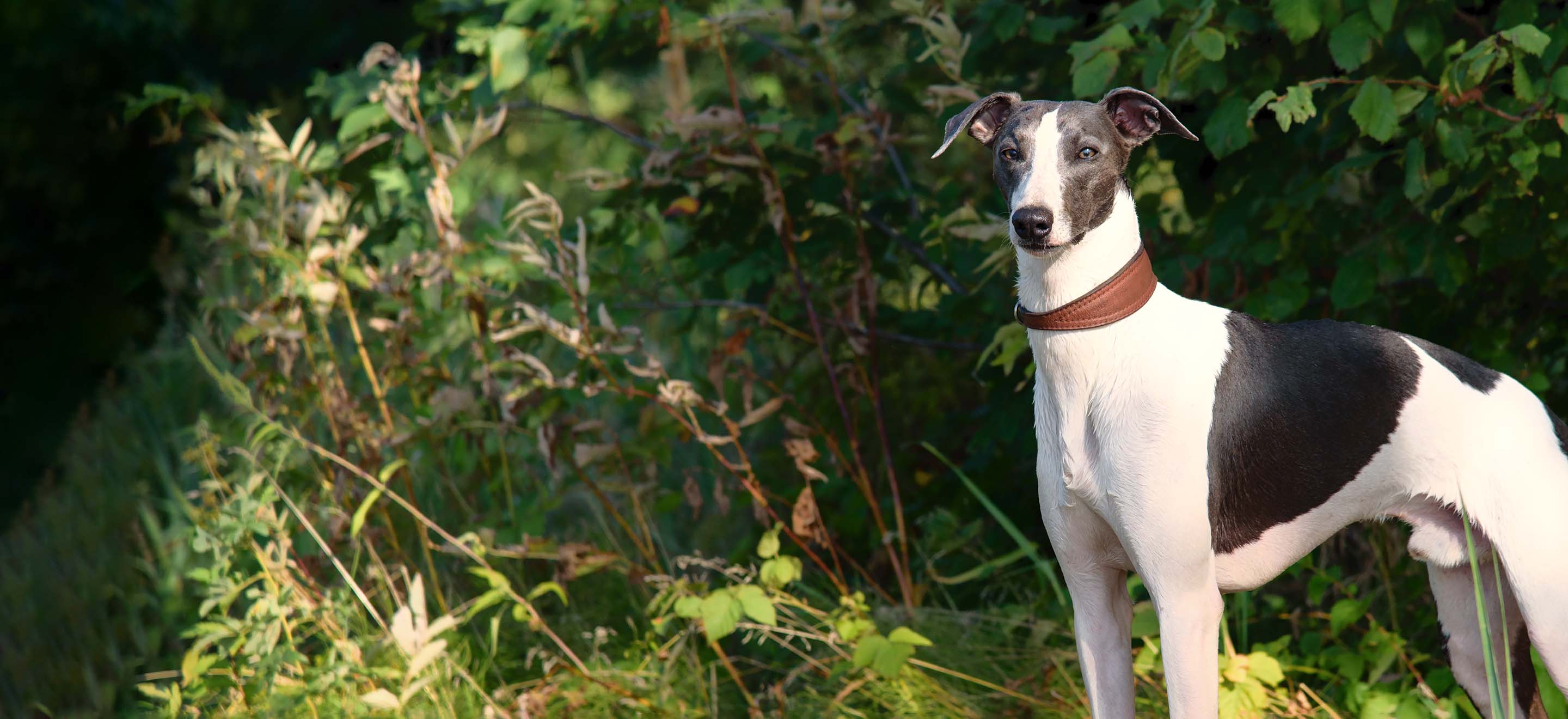 A gray and white Whippet dog standing in the bushes image