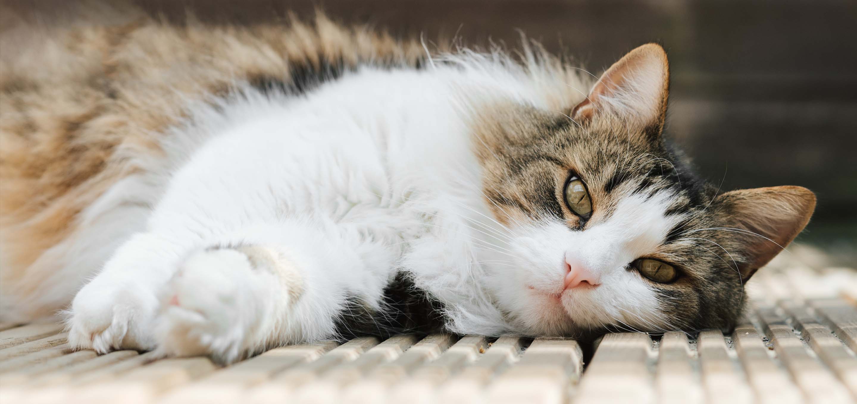Cymric cat lying on floor image