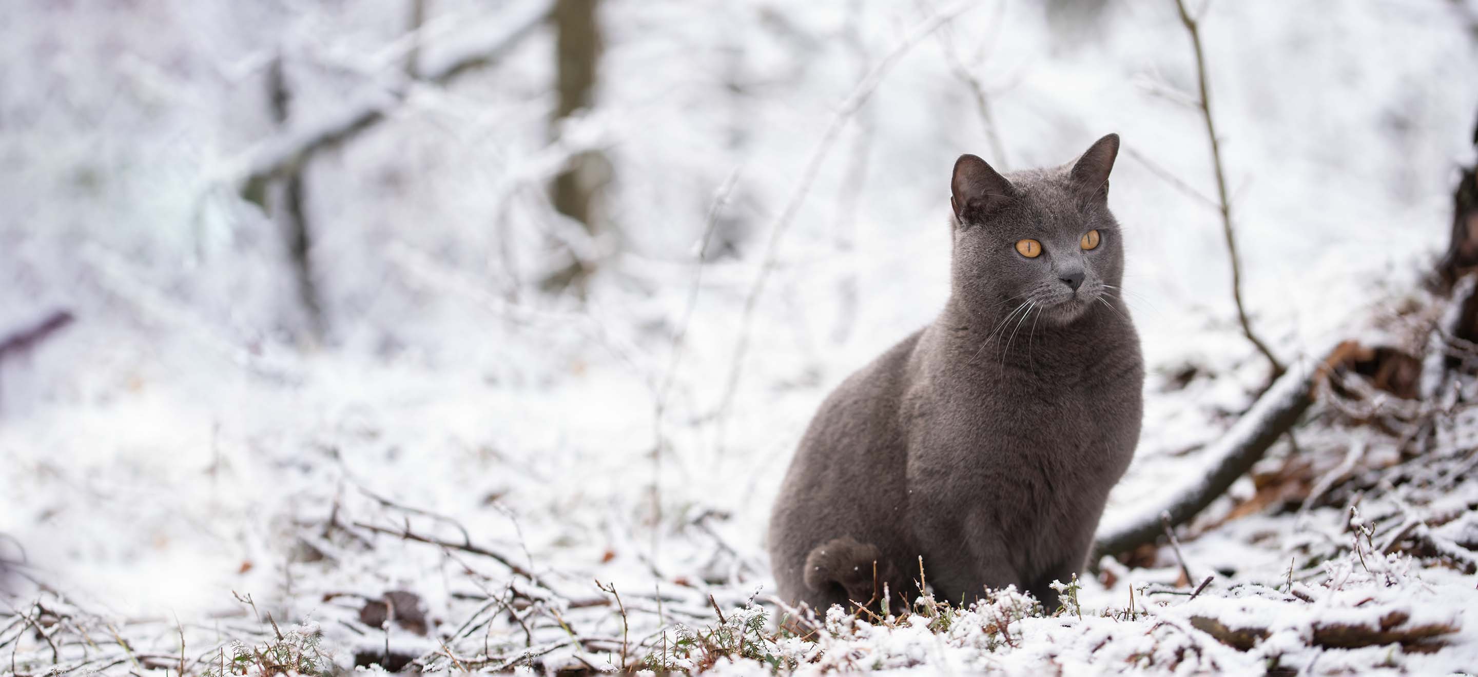 Gray cat sitting on branches in a snow covered forest image