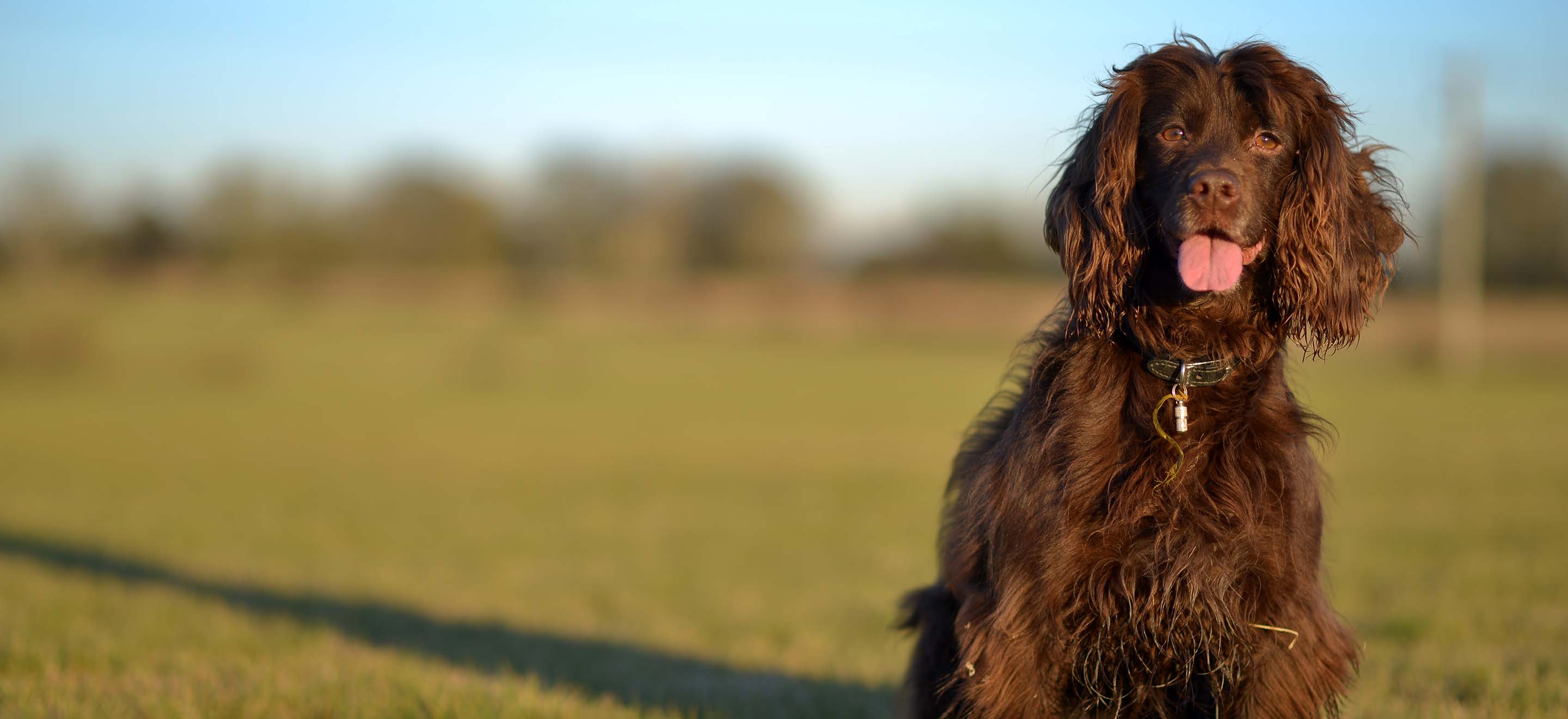 A Field Spaniel dog standing in a grassy field image