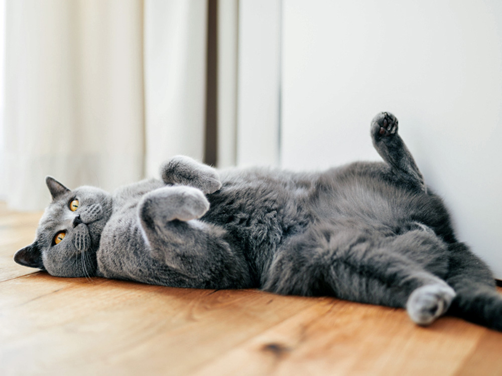 aap-inline-gray-cat-breeds-