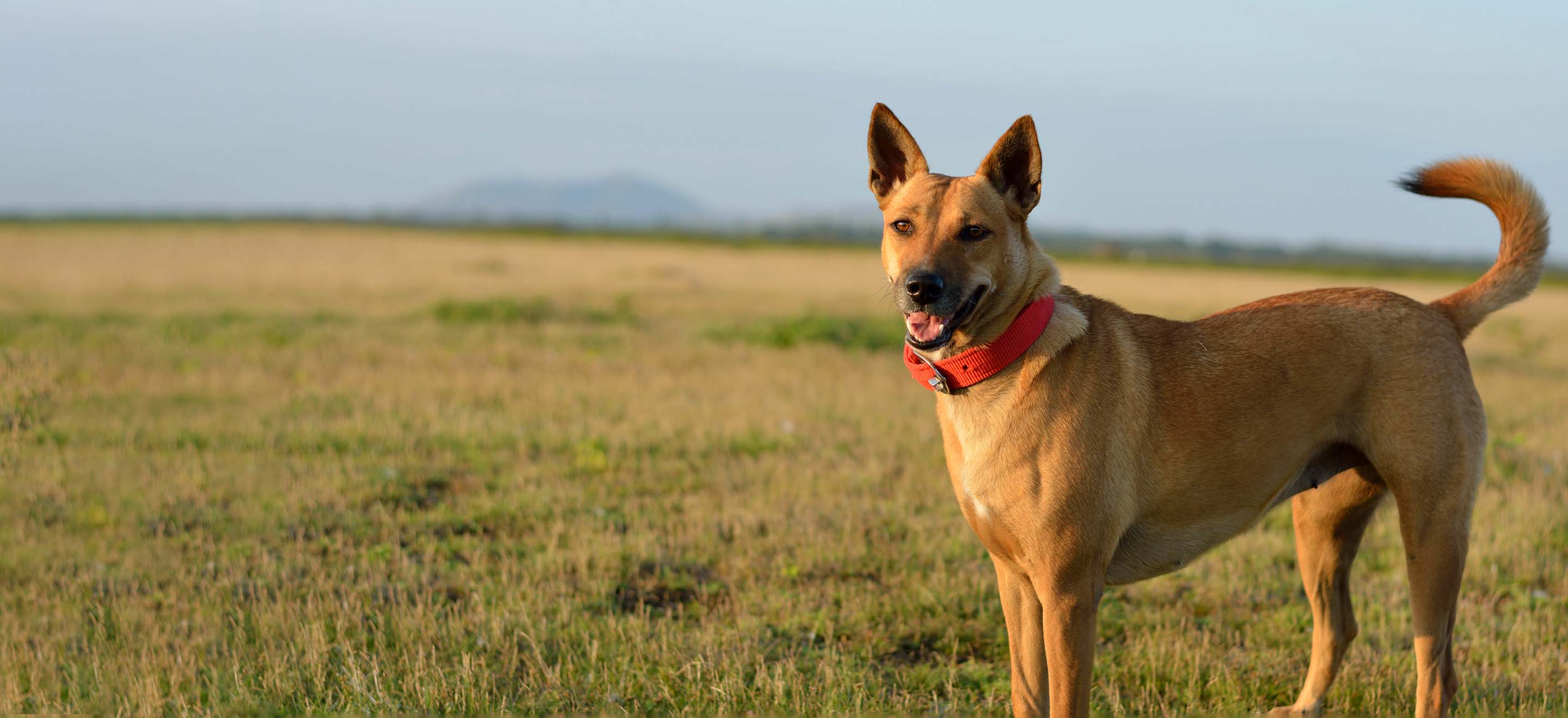 Carolina dog standing in a prairie smiling image