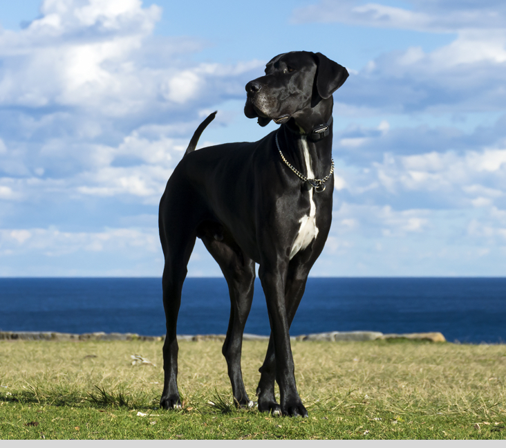 Picture of Great Dane