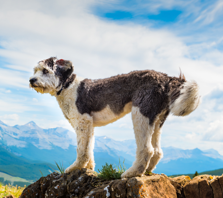 Picture of Polish Lowland Sheepdog