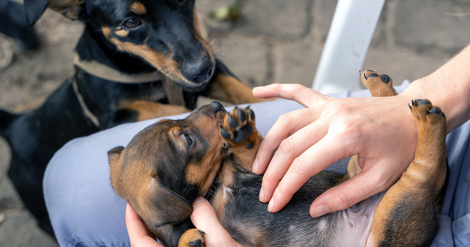 Worms in Puppies: How to Treat Worms in Dogs