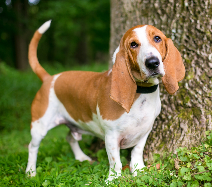 Basset rescue hot sale near me