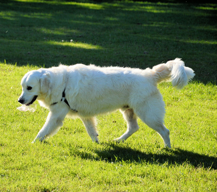 Picture of Kuvasz