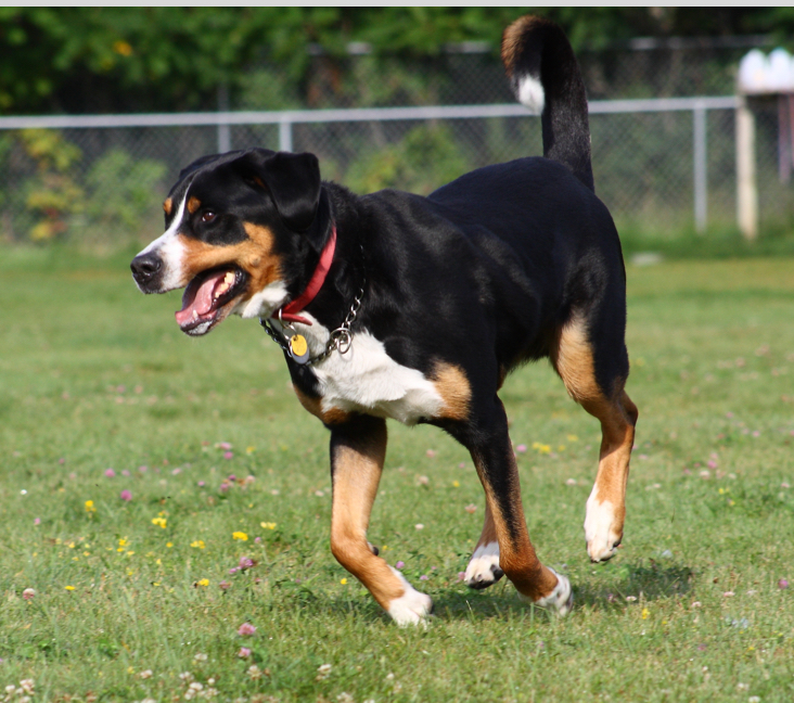 Greater swiss mountain 2024 dog husky mix