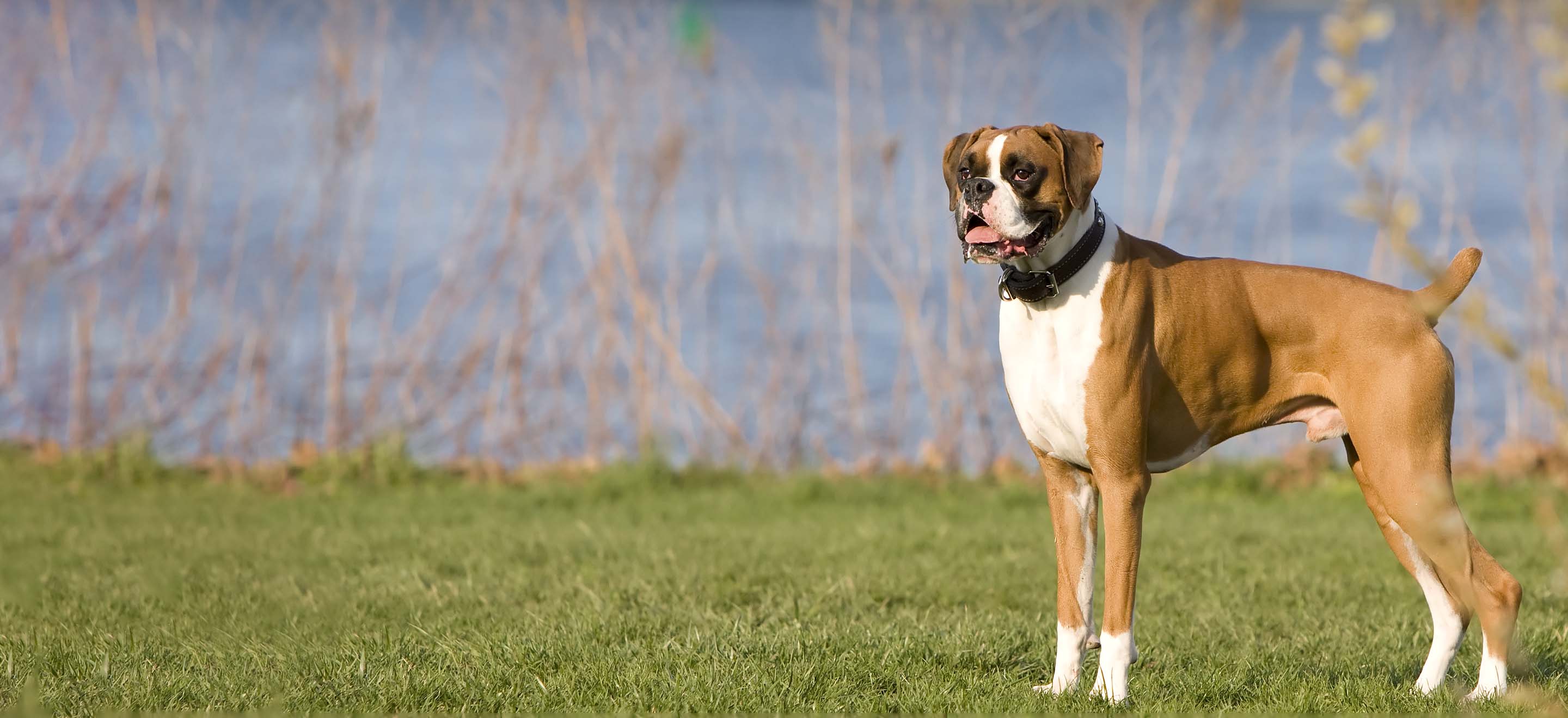Boxer dog standing in a field near the lake image