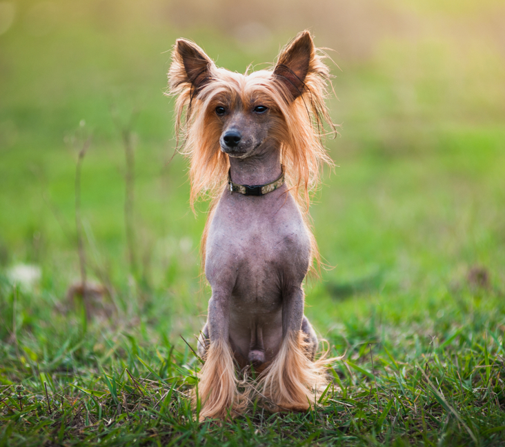 Picture of Chinese Crested