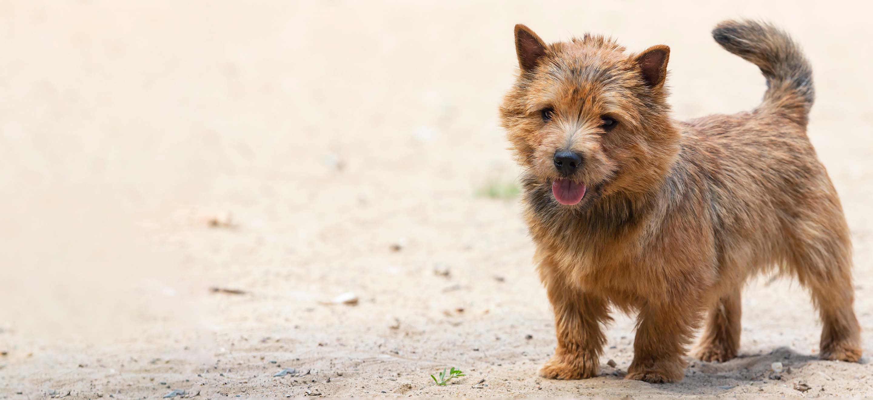 Norwich Terrier dog standing on a sandy gravel road image