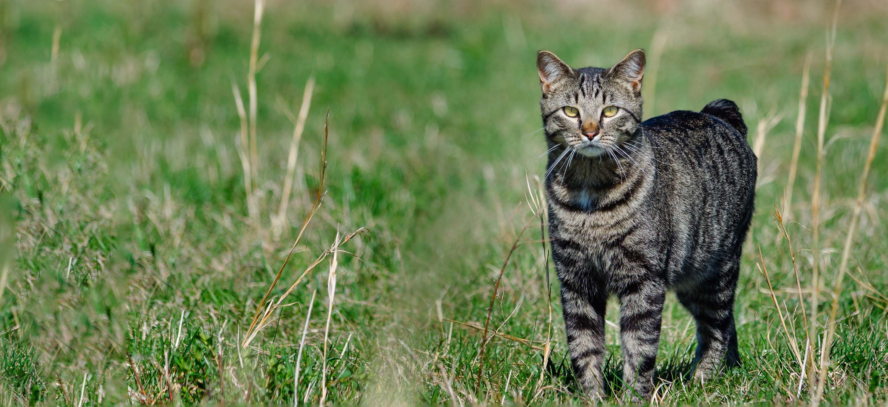 Striped Manx cat standing in a grassy field image