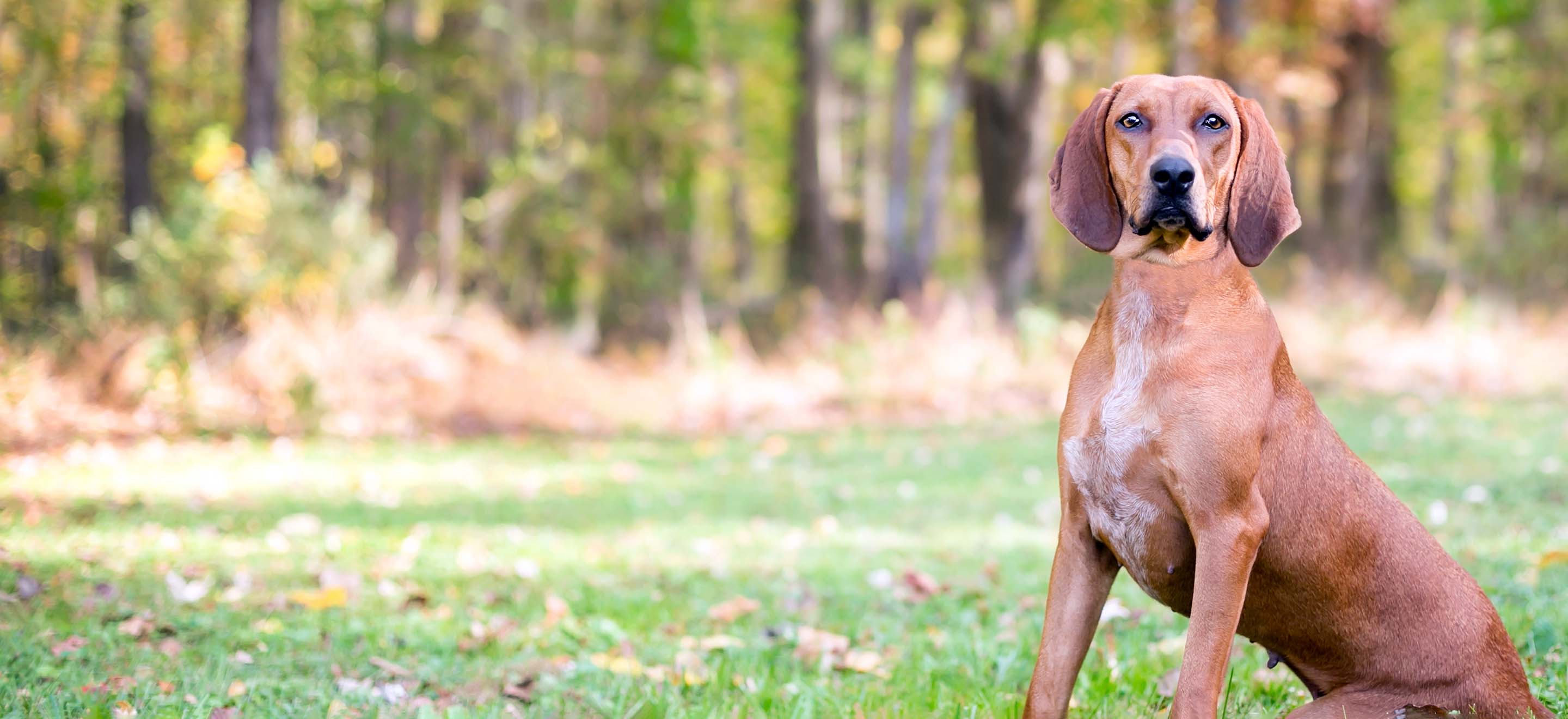 A Redbone Coonhound dog sitting in a clearing by the forest image