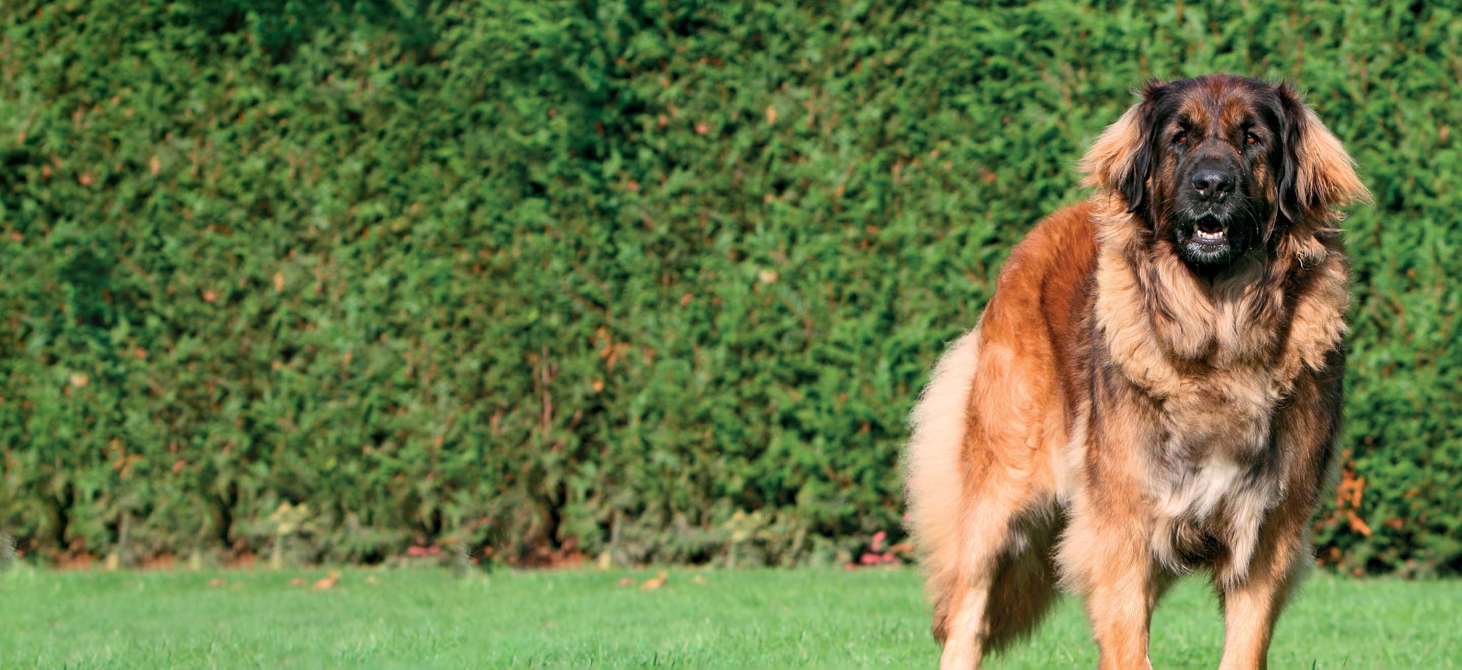 A Leonberger dog standing on the grass in front of a hedge image