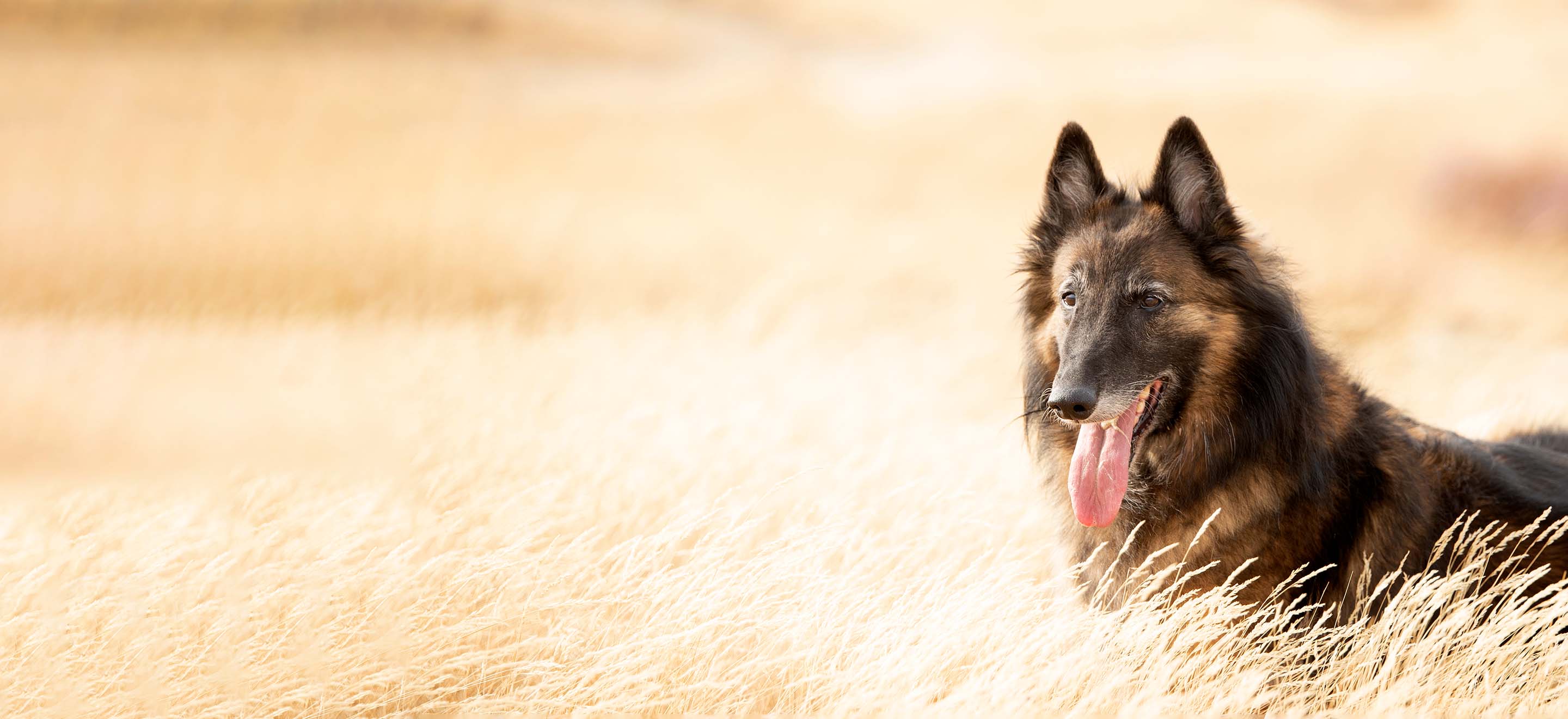 A Belgian Tervuren dog standing in a wheat field smiling image