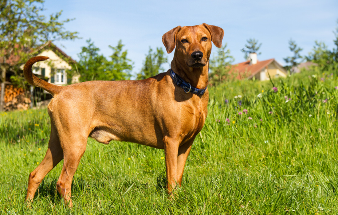 Fashion german pinscher breed