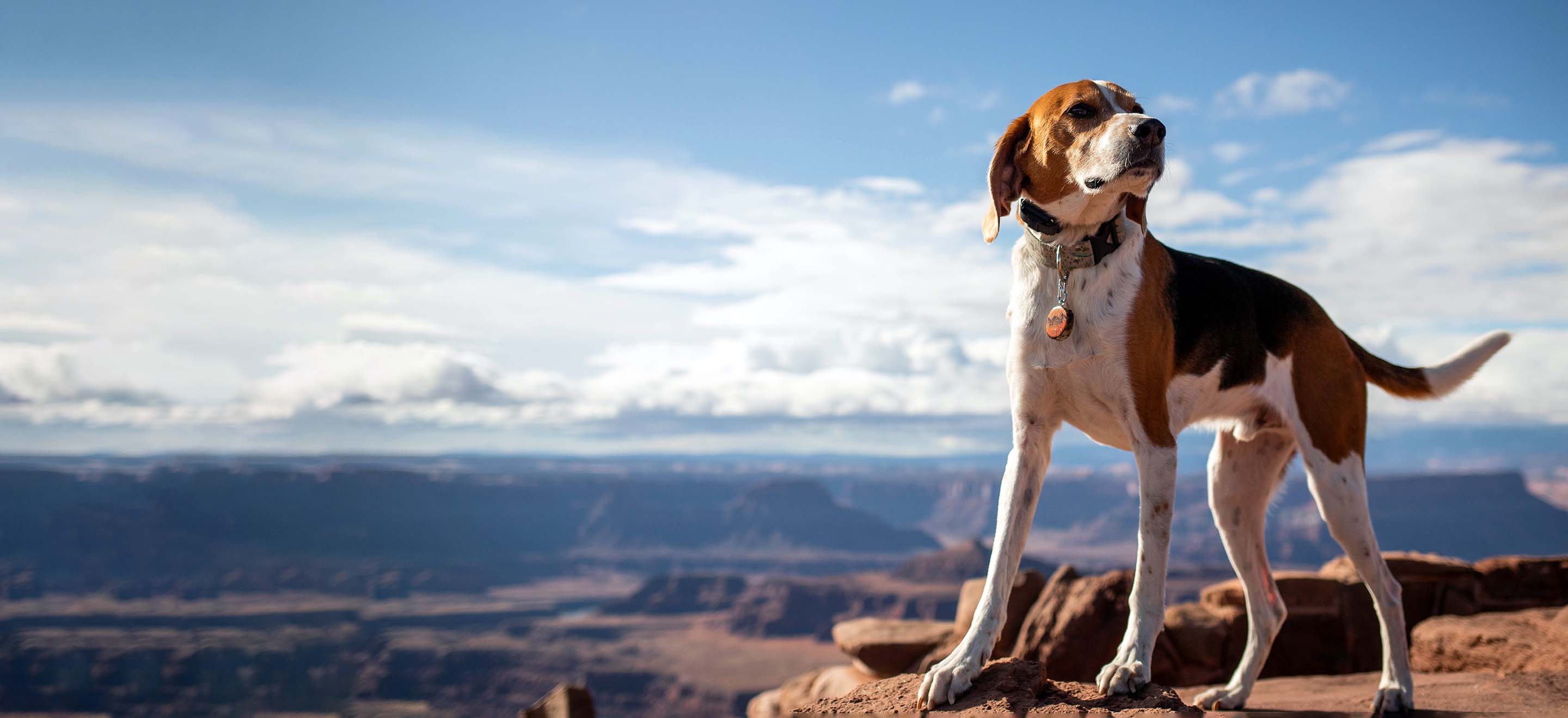 A Foxhound dog with a collar standing on the edge of the Grand Canyon  image