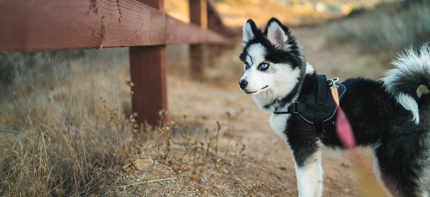 Black and white Pomsky dog standing in a field image