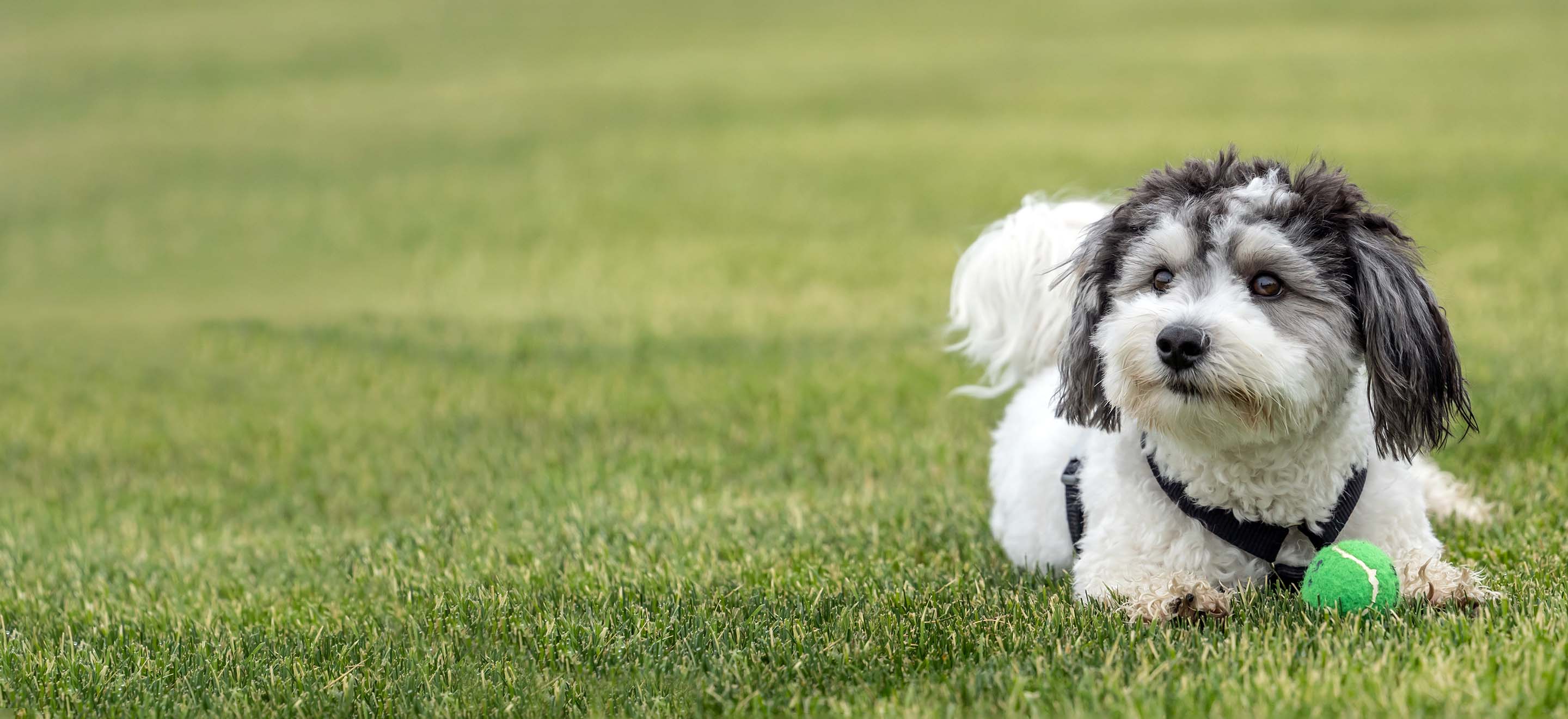 A Havanese dog laying in a grassy field with it's green tennis ball image