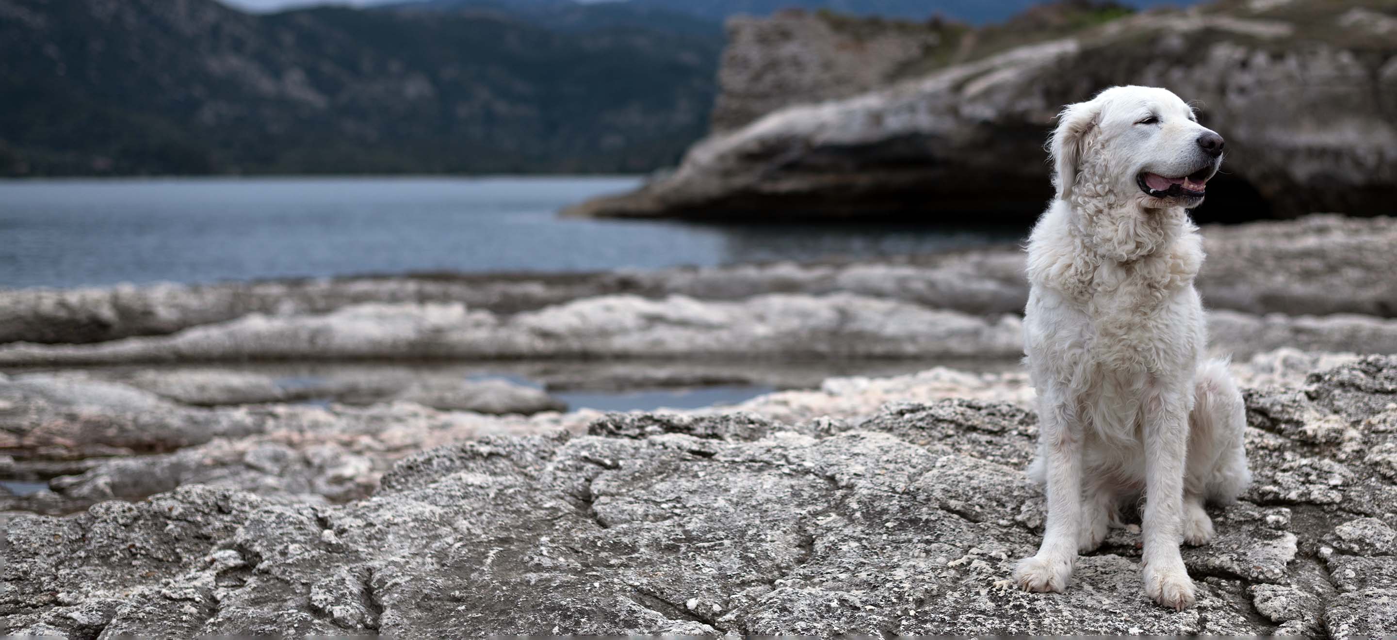 A white Kuvasz dog standing on a rocky beach  image